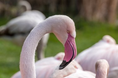 Profil portre büyük flamingo
