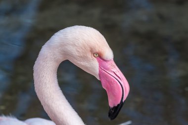 Profil portre büyük flamingo