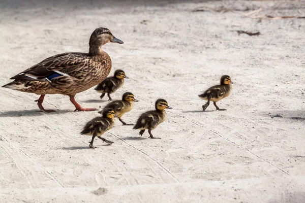 Ördek ve beş ördek yavrusu