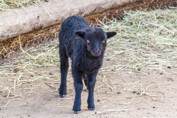 Black baby lamb — Stock Photo, Image