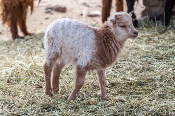 Baby lam — Stockfoto