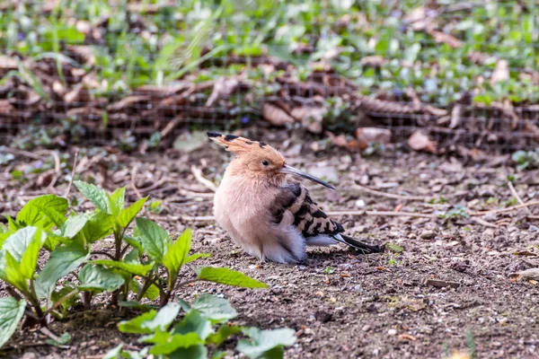 Hoopoe eurasiano — Fotografia de Stock