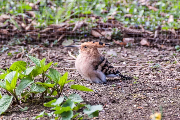 Hoopoe eurasiano — Fotografia de Stock