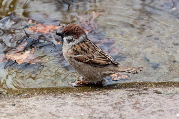 Pájaro gorrión —  Fotos de Stock