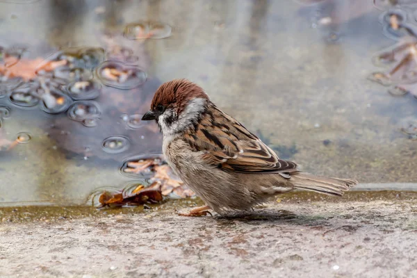 Sperlingsvogel — Stockfoto