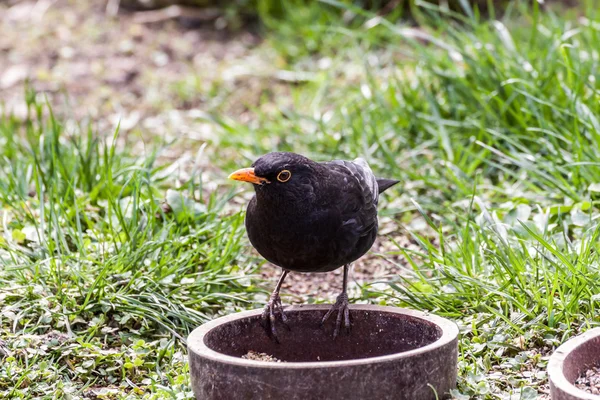 常见的黑鸟 — 图库照片