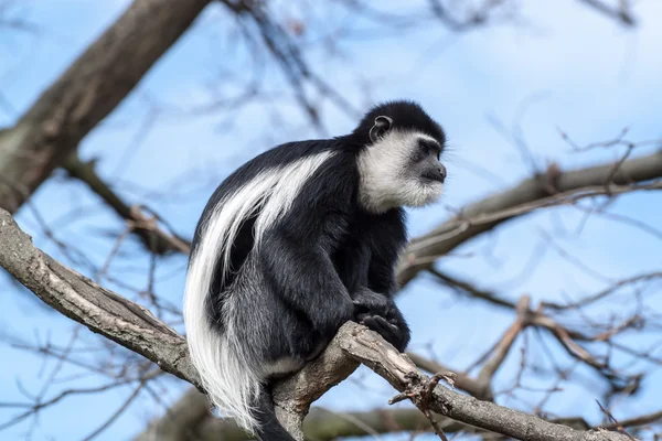 Colobus apa — 图库照片