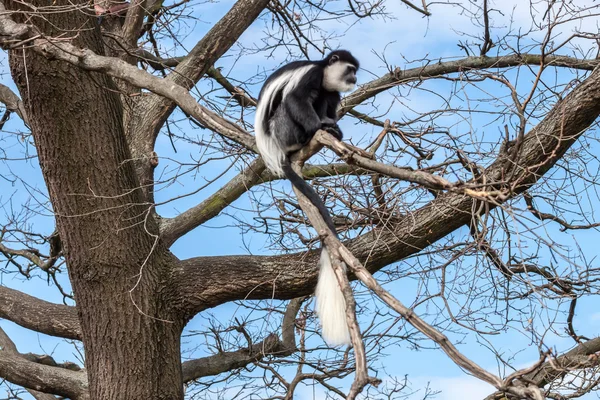 Colobus monkey — Stock Photo, Image