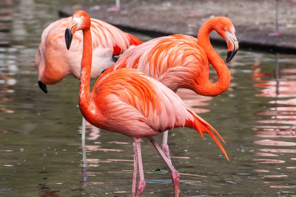 Amerikanska flamingo — Stockfoto