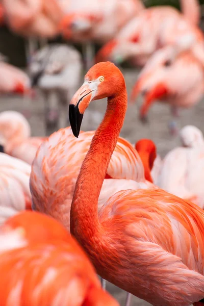 Amerikan flamingo — Stok fotoğraf
