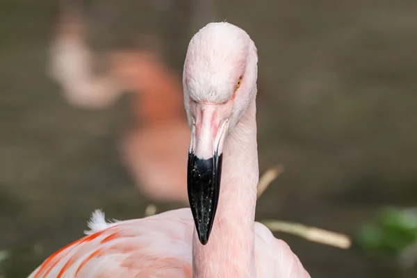 Profil portre Şili flamingo — Stok fotoğraf