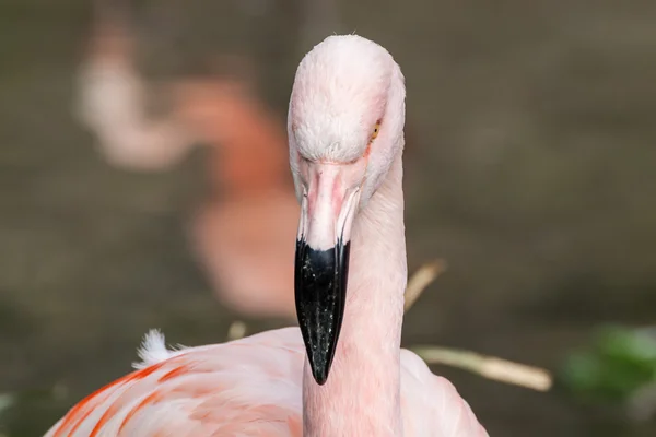 Profil portrét plameňák chilský — Stock fotografie