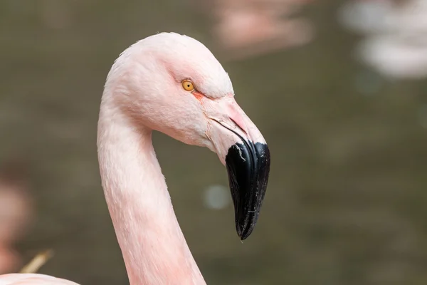 Profil porträtt chilenska flamingo — Stockfoto