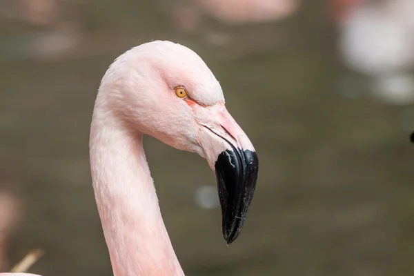 Portrait profil flamant rose du Chili — Photo