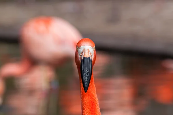 Cara cheia de flamingo americano — Fotografia de Stock