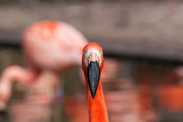 Полное лицо американского фламинго — стоковое фото