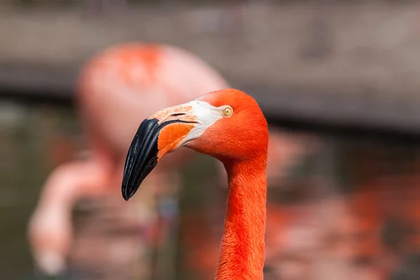 Amerikan flamingo portresi Porfile — Stok fotoğraf