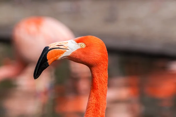 Profil porträtt av amerikanska flamingo — Stockfoto