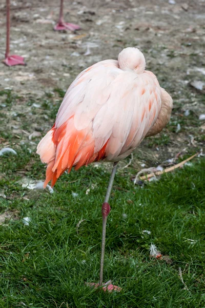 Chilenska flamingo — Stockfoto