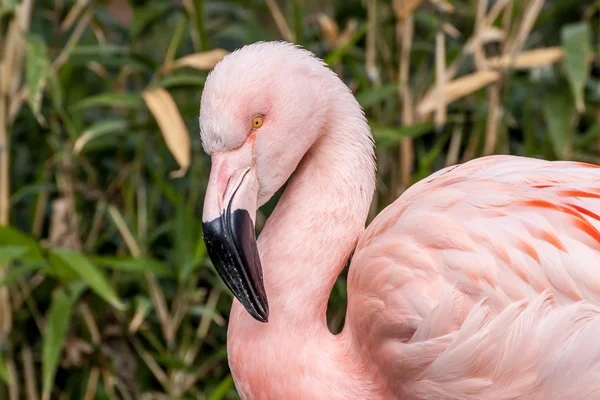 Portrait profil flamant rose du Chili — Photo