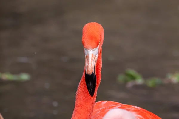 Vollgesicht des amerikanischen Flamingos — Stockfoto