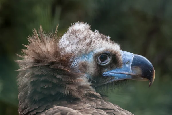 Eurasischer Schwarzgeier — Stockfoto