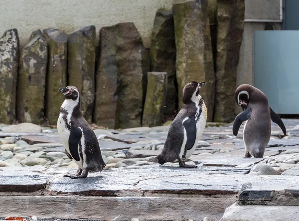 Tre pinguini toelettatura — Foto Stock