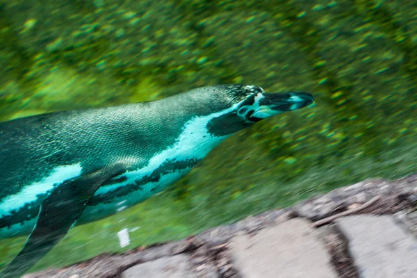 Nuoto pinguino — Foto Stock