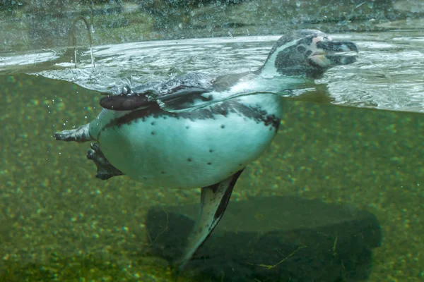 Penguin swimming — Stock Photo, Image