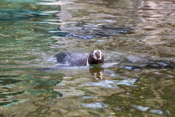 Pingwin pływanie — Zdjęcie stockowe