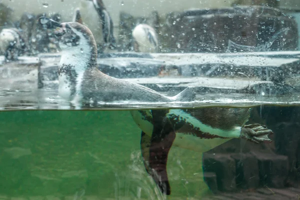 Penguin swimming — Stock Photo, Image