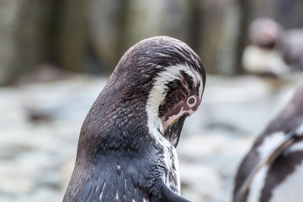 Pingvin grooming — Stockfoto