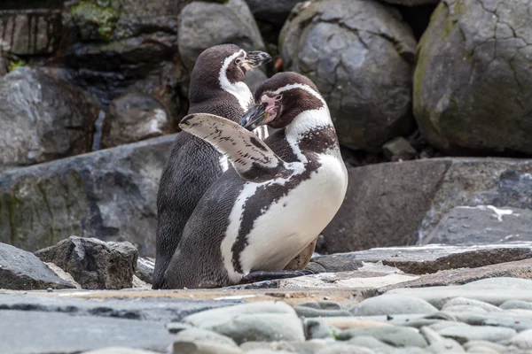 Toilettage des pingouins — Photo