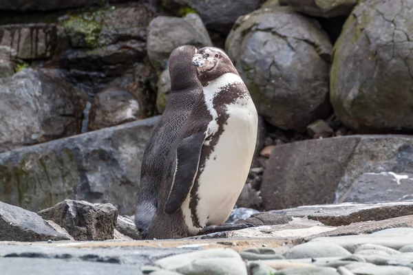 Pingvin grooming — Stockfoto