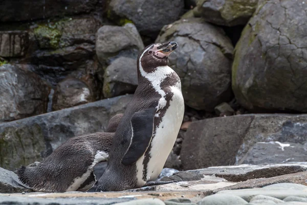 Pinguim olhando — Fotografia de Stock