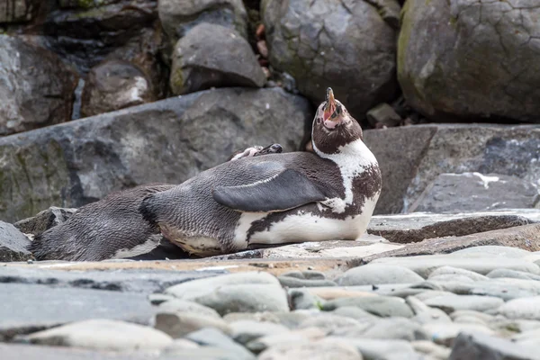 Лживый пингвин — стоковое фото
