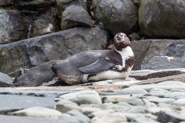 Liggande pingvin — Stockfoto