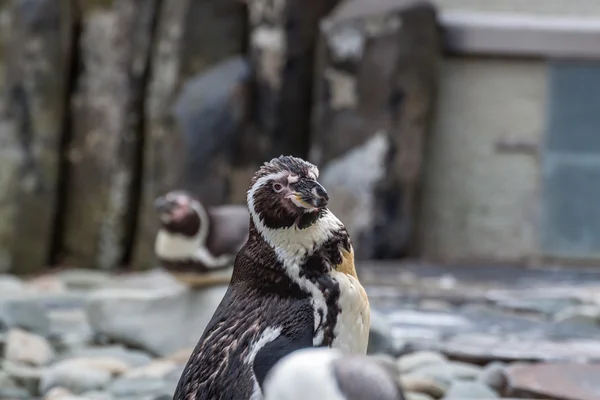 Primo piano del pinguino — Foto Stock