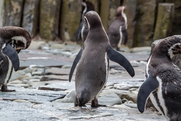 Pinguin wackelt — Stockfoto