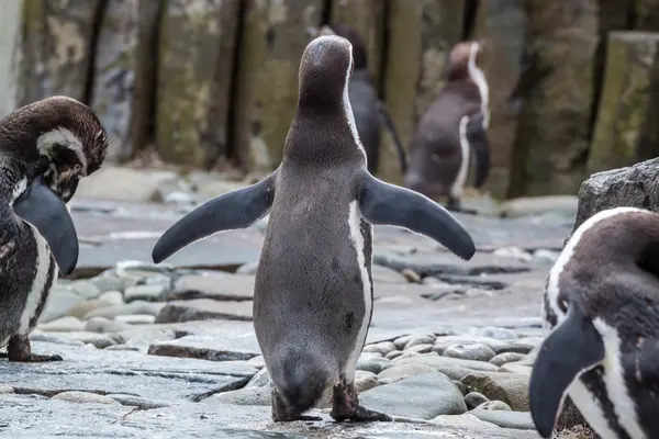 Pinguim a balançar. — Fotografia de Stock