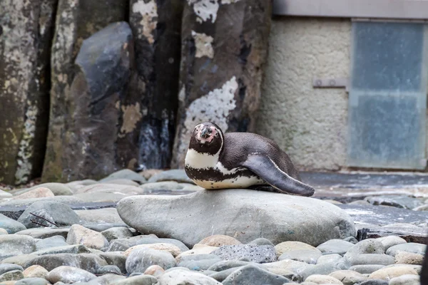 Liegender Pinguin — Stockfoto