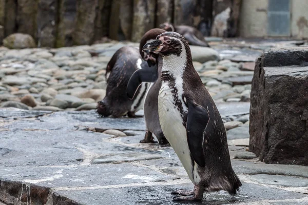 Pinguim olhando — Fotografia de Stock