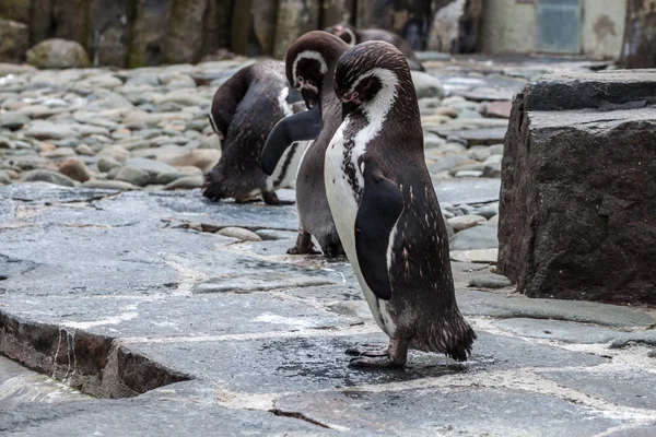 Pinguino toelettatura — Foto Stock