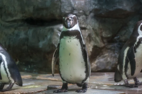 Pinguim olhando — Fotografia de Stock