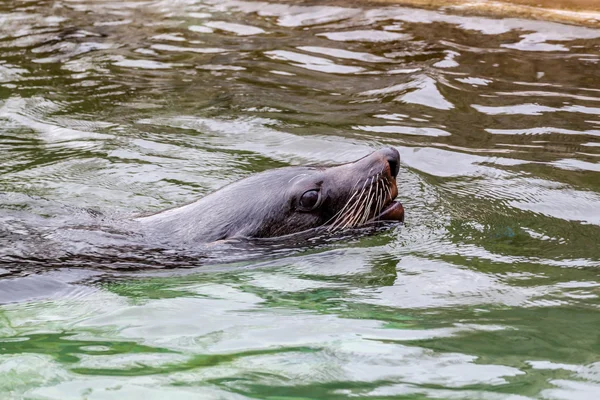 Baby Seal — Stock Photo, Image