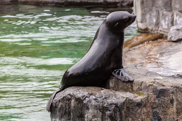 Baby Seal — Stock Photo, Image