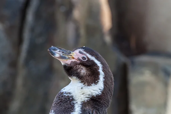 Afrikanska penguin — Stockfoto