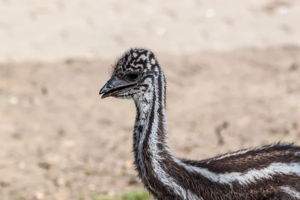 Bebek emu — Stok fotoğraf