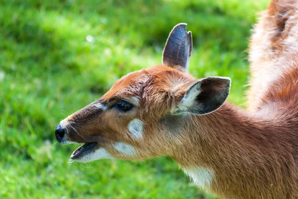 Antilope de Bongo — Photo