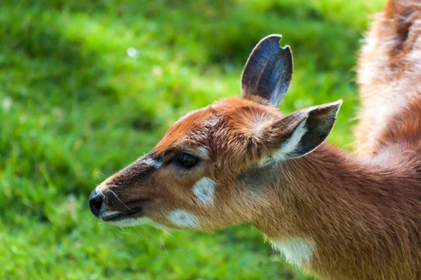 Antilope de Bongo — Photo